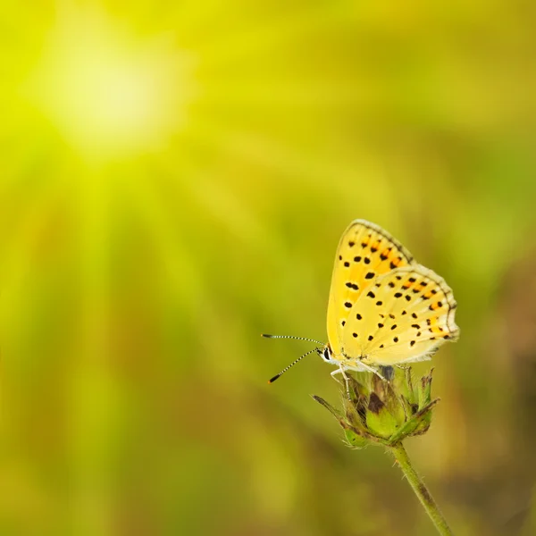 Fondo verde de verano con mariposa y sol —  Fotos de Stock