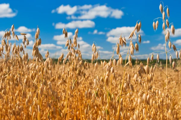 Felt med havre foran en blå himmel. Høstingssesong – stockfoto