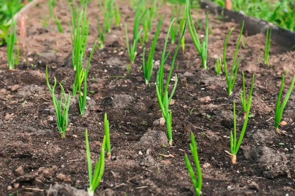 Zwiebelsprossen im Vorfrühling im Gemüsegarten. — Stockfoto