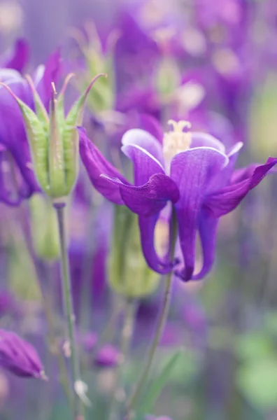 Belles fleurs violettes aquilegia . — Photo