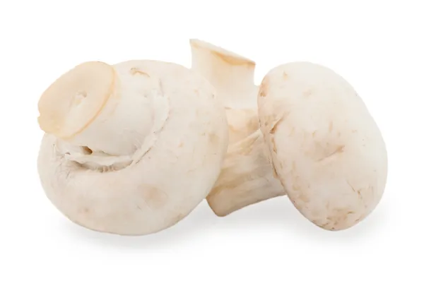 Champignon champignons geïsoleerd op wit. — Stockfoto