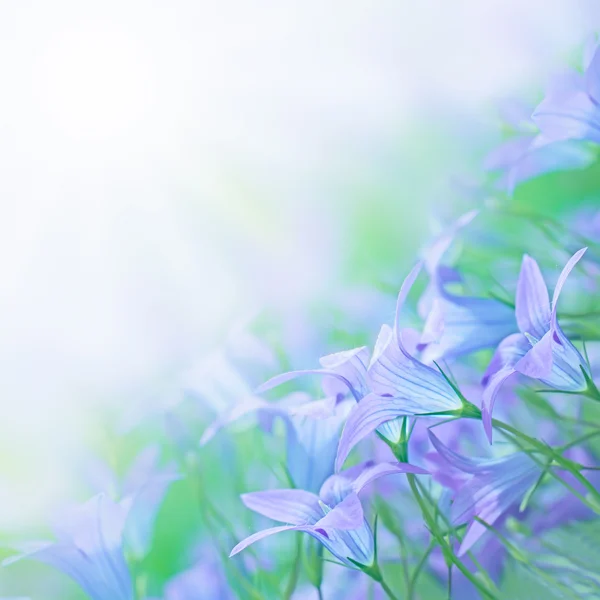 Mooie zomerse achtergrond met campanula bouquet.floral ontwerp — Stockfoto