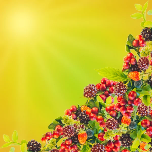 Berry background. Fresh cranberries, blueberries, blackberries, — Stock Photo, Image