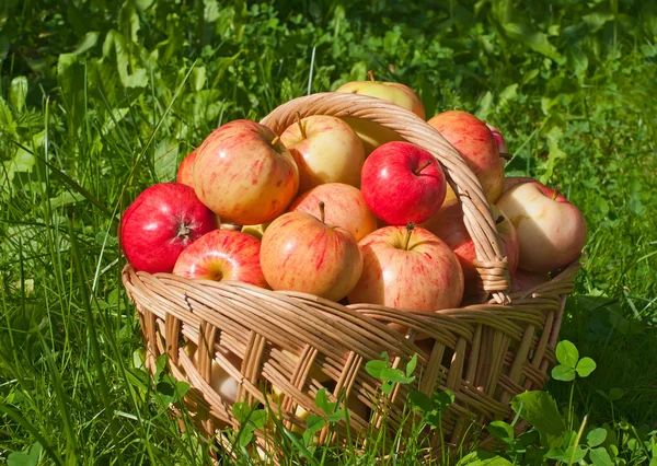 Beautiful ripe apples in the basket on the grass — Stock Photo, Image