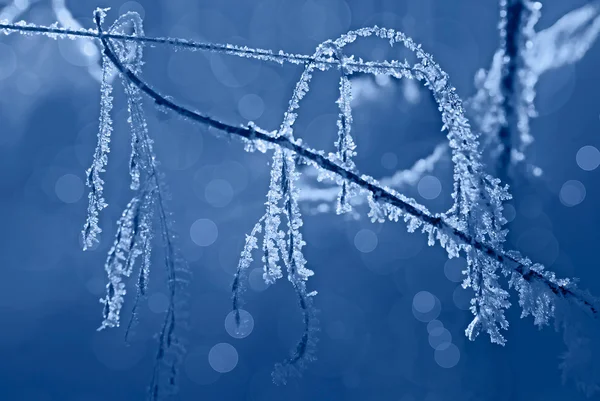 Mrazy a sníh na větve — Stock fotografie
