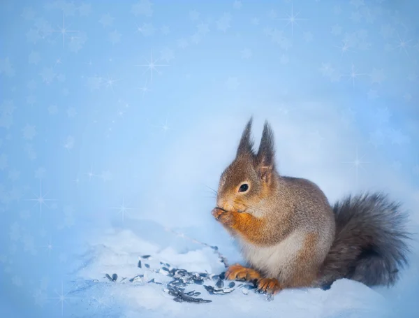 Christmas background with squirrel — Stock Photo, Image