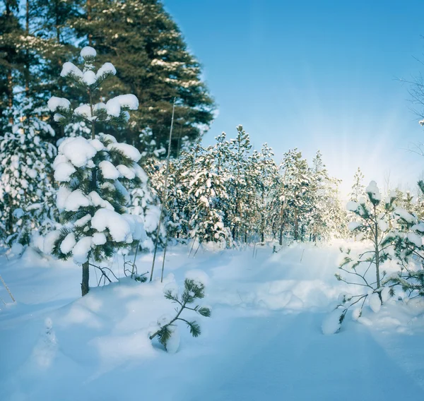 Winterlandschap met besneeuwde bomen. — Stockfoto