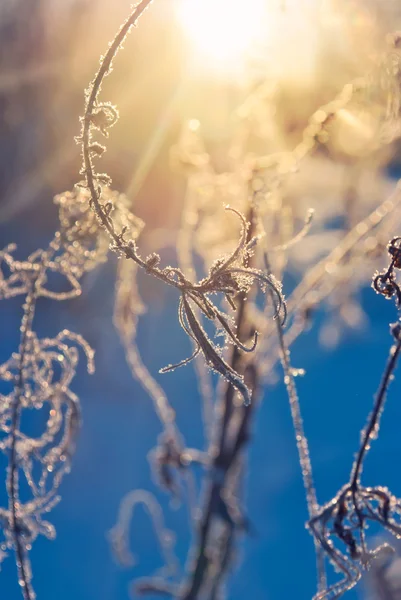 Plants in frost — Stock Photo, Image