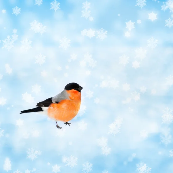 Zimní ptačí bullfinch. — Stock fotografie