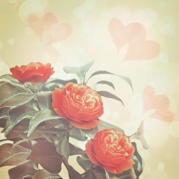 Bouquet of a camellia of flowers — Stock Photo, Image