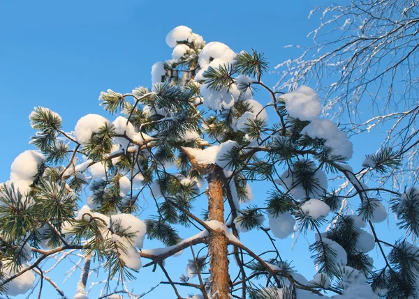 大雪覆盖的松树 — 图库照片
