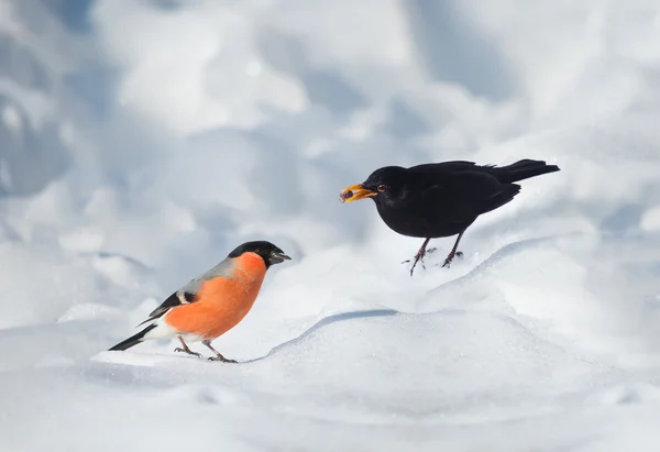 Bullfinch bird and blackbird in the snow — Stock Photo, Image