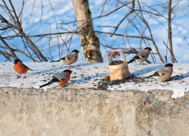 Several bullfinches pecking seeds on the trough clipart