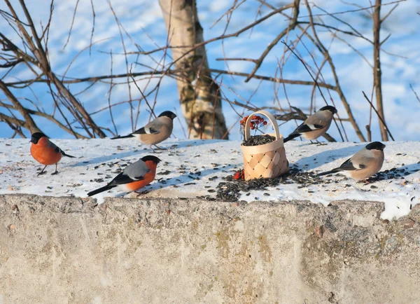 Vários bullfinches bicando sementes na calha — Fotografia de Stock