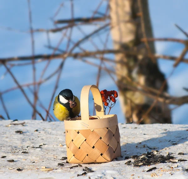 Tit na jesličkách v parku konzumace semínka a ořechy — Stock fotografie