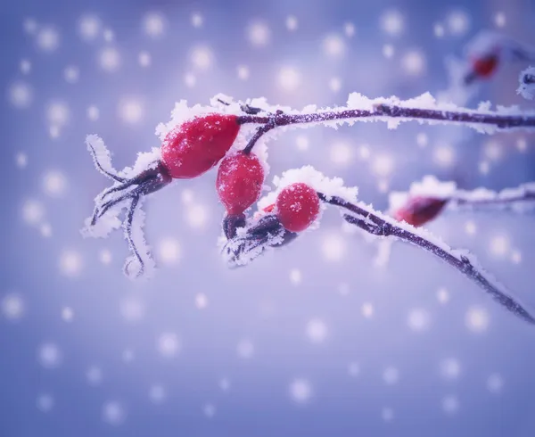 Die Pflanzen strotzen vor Beeren im Frost. — Stockfoto