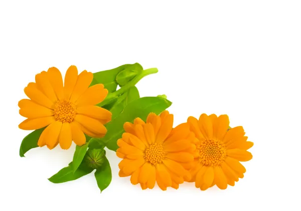 Calendula bloemen met bladeren — Stockfoto