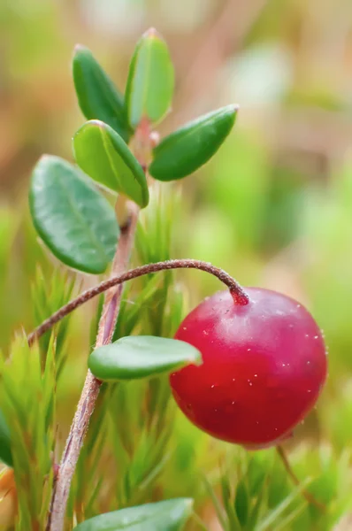 Preiselbeeren mit Blättern im Moos im Sumpf — Stockfoto