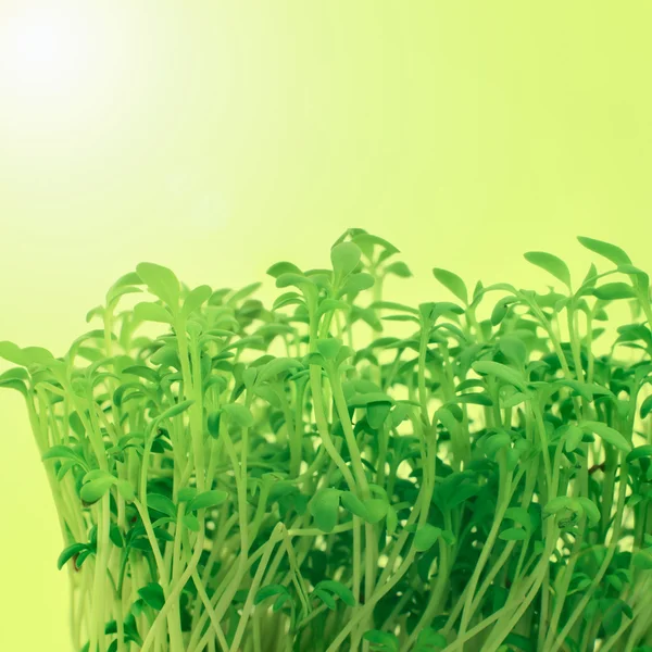 Fresh sprouts of garden cress — Stock Photo, Image