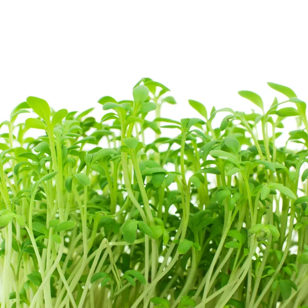 Fresh sprouts of garden cress Stock Picture