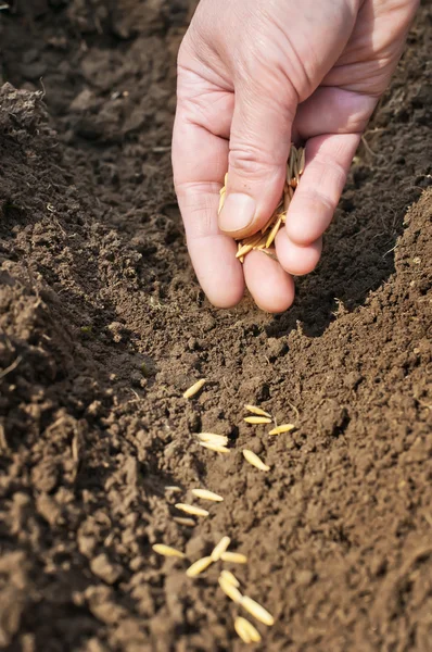 Spring sowing of seeds into the soil. — Stock Photo, Image