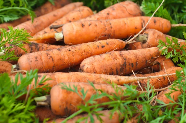 Φρέσκα καρότα από κήπο. — Φωτογραφία Αρχείου