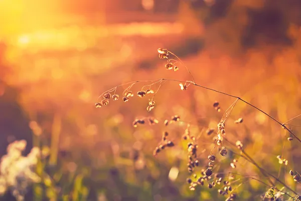 Gras, verlicht door de zon — Stockfoto