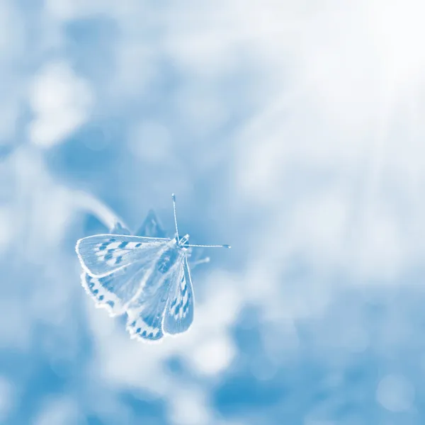 Butterfly Sunlight on blurred blue background. — Stock Photo, Image