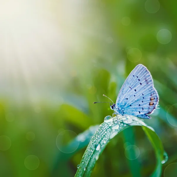 Mariposa en el prado —  Fotos de Stock