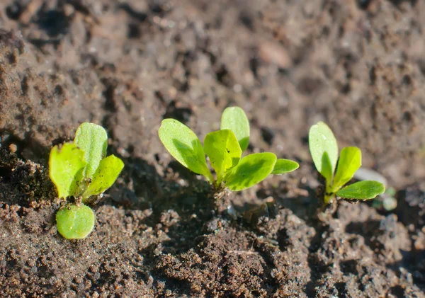 Green seedling — Stock Photo, Image