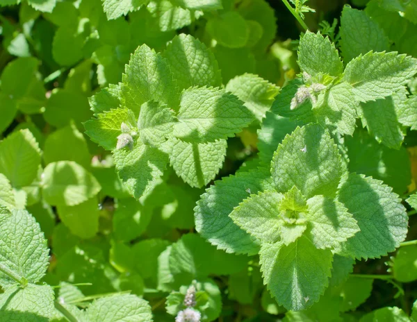 Growing mint — Stock Photo, Image