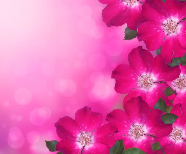 Buquê de rosas, borda floral. Fundo borrado festivo com bokeh . — Fotografia de Stock