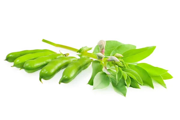 Fresh beans with leaves — Stock Photo, Image