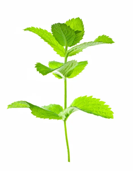 Fresh mint branch — Stock Photo, Image