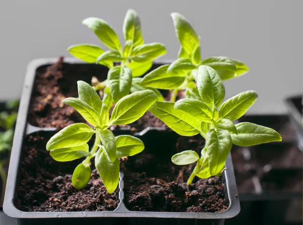 若い実生植物発芽トレイ — ストック写真