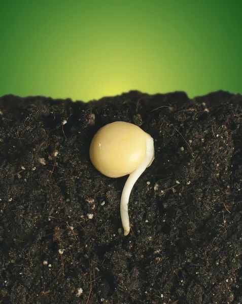 Семена с корнем — стоковое фото