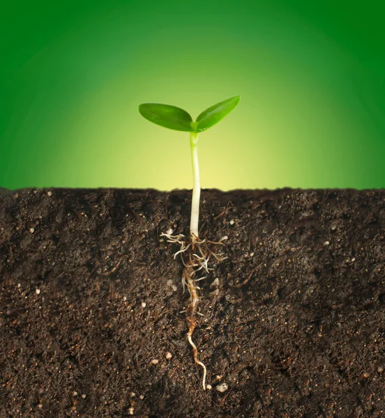 Plant in the ground — Stock Photo, Image