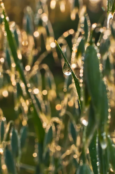 草とオート麦の穂 — ストック写真