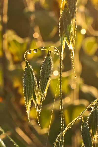 Grass and spikelets of oats — Stock Photo, Image