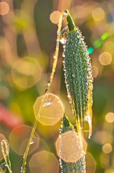 Grass and spikelets of oats — Stock Photo, Image