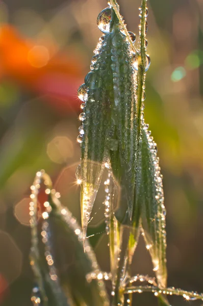 Grass and spikelets of oats — Stock Photo, Image