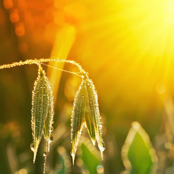 Gras en spikelets van haver — Stockfoto