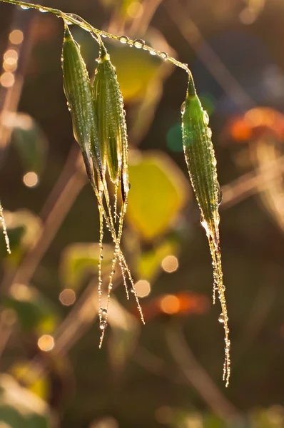 Grass and spikelets of oats — Stock Photo, Image