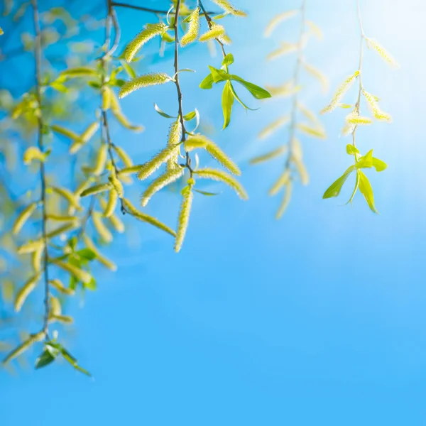 Branches of willow blossoming in spring — Stock Photo, Image