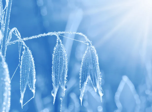 Grass and spikelets of oats in dewdrops, — Stock Photo, Image