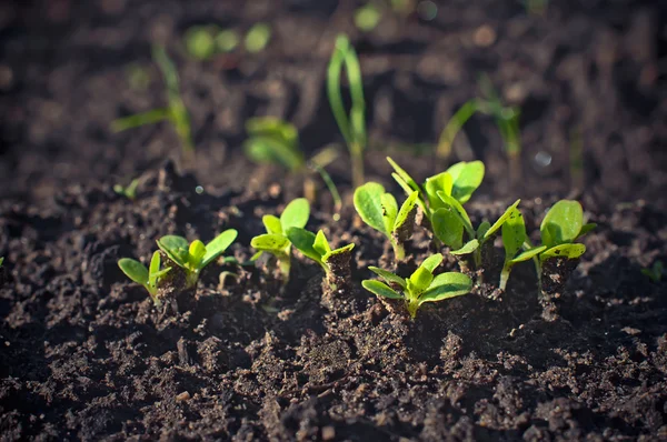 Green seedling growing out of soil. — Stock Photo, Image
