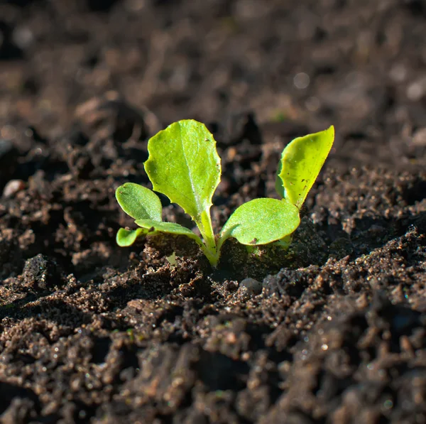 Green seedling growing out of soil. — Stock Photo, Image