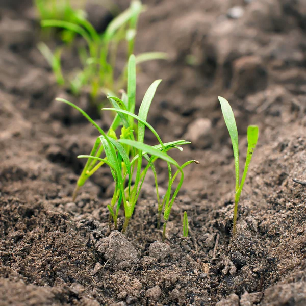 Dill auf einem Beet mit Sämlingen — Stockfoto