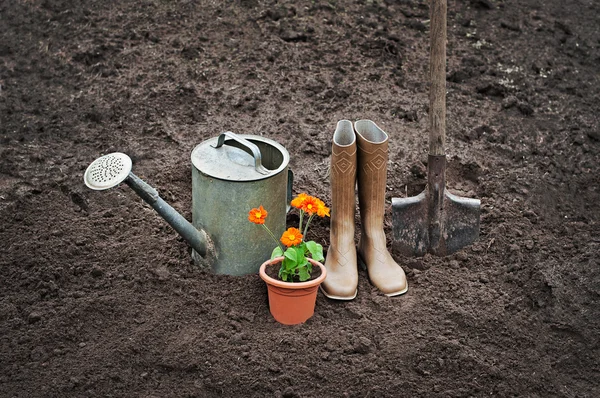 Régi fém locsolókanna és a pot virágok — Stock Fotó