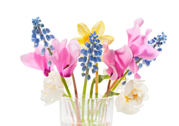 Cyclamen, muscari and daffodils — Stock Photo, Image